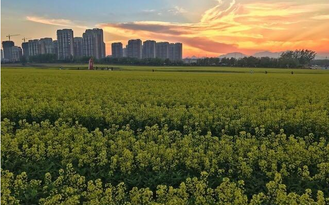 绥中县农业园区发展现状,绥中县农业园区发展对策