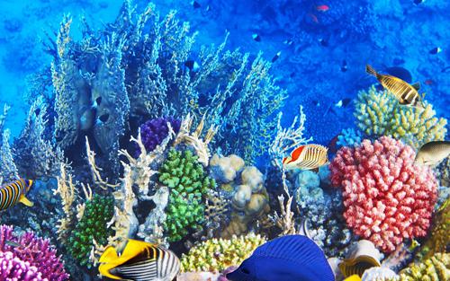海洋生物医药业领衔各海洋战略性新兴产业并成为突出亮点