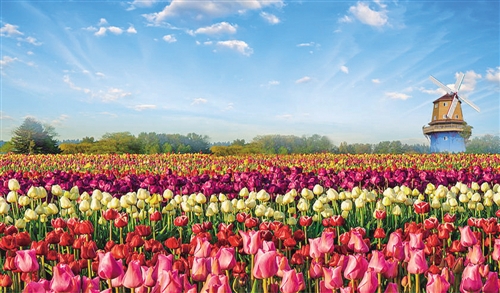 河南省鄢陵县花木扶疏 养老产业应运而生-中机