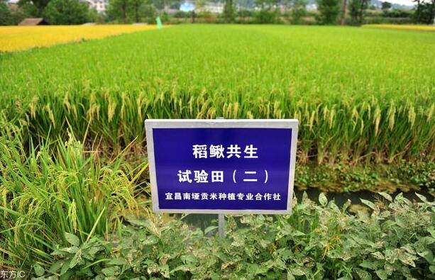 生态农业该如何发展，路在何方？