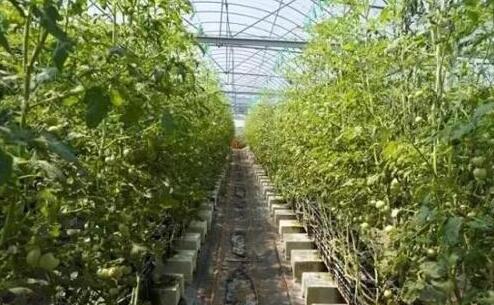 什么是文创农业？文创农业有哪些类型的项目？