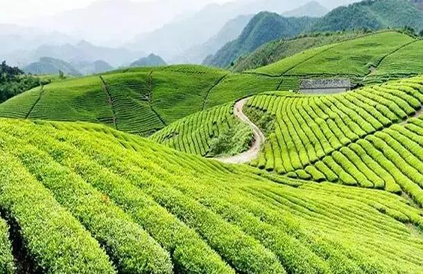 如何打造有品质，生命力旺盛的茶产业为主的田园综合体？