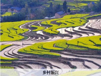 清远英德市打造乡村振兴样板：发展高质量农业，推动“产业兴旺”
