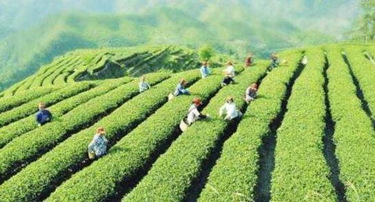 解读镇江市《关于加快推动茶产业高质量发展的意见》