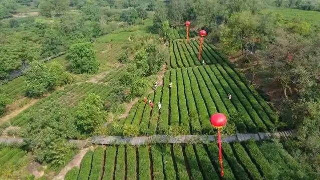 茶乡田园综合体发展规划,乡村振兴规划 茶乡田园综合体发展规划,乡村振兴规划