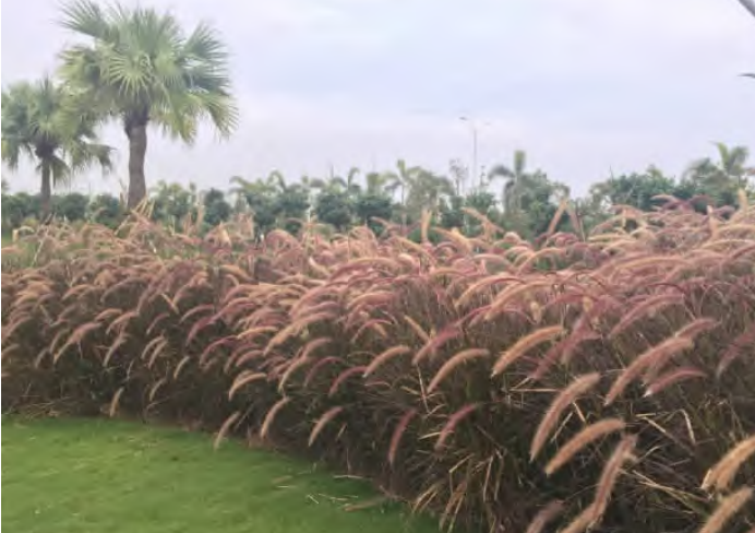 海岛型房车营地的植物特色