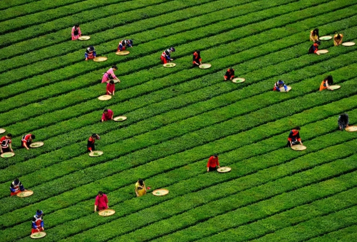 低碳经济背景下发展茶旅产业研究、茶旅发展的现状及问题 低碳经济背景下发展茶旅产业研究、茶旅发展的现状及问题
