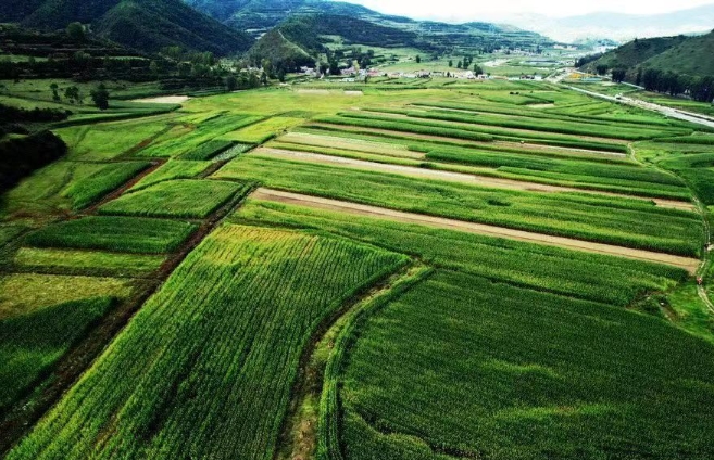 张家川县:发展现代饲草产业 助推乡村产业振兴 张家川县:发展现代饲草产业 助推乡村产业振兴