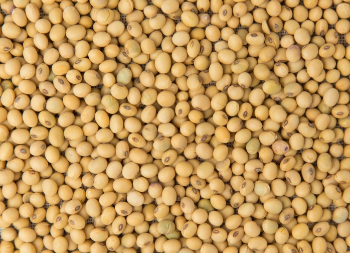 皖北地区大豆生产现状分析及生产的提升策略 皖北地区大豆生产现状分析及生产的提升策略