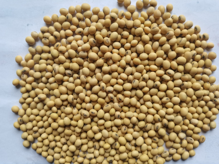 皖北地区大豆产业现状及发展策略分析 皖北地区大豆产业现状及发展策略分析