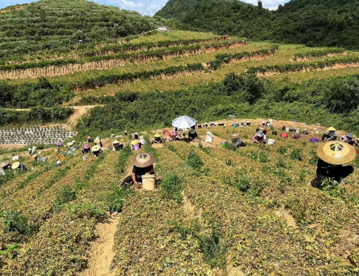 生态视角下贵州中药产业发展现状及问题 生态视角下贵州中药产业发展现状及问题