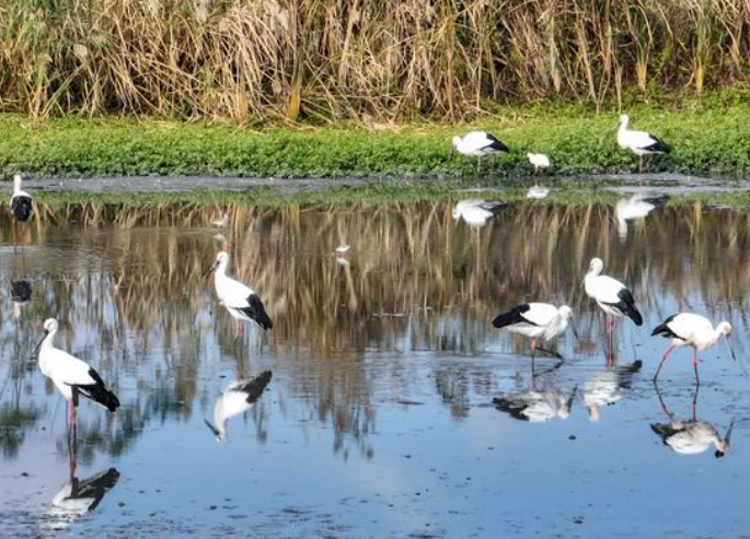 国家水生动物疫病监测及流行病学中心项目储备申报中央预算资金指南 国家水生动物疫病监测及流行病学中心项目储备申报中央预算资金指南