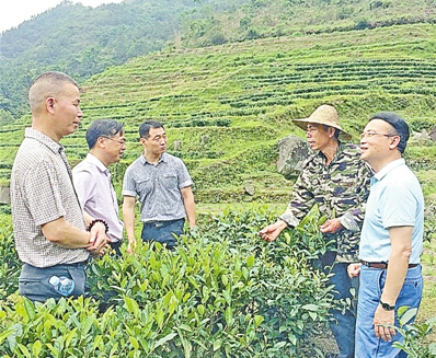 新兴县茶产业规划