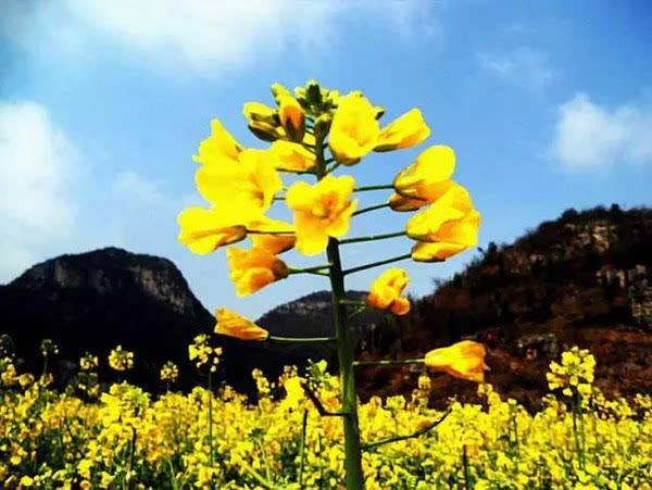 罗平“花之眼”田园综合体景观设计,罗平“花之眼”田园综合体景观设计方案