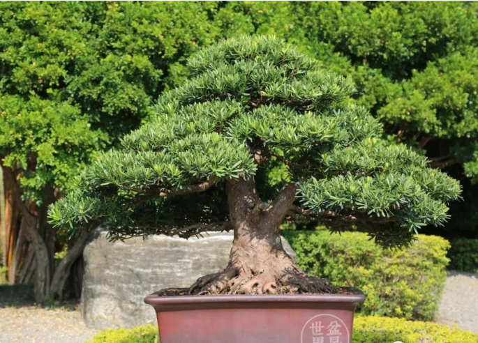 海南盆景园艺大观园田园综合体设计规划