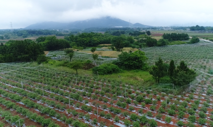 黄墩蓝莓特色小镇规划布局,黄墩蓝莓特色小镇乡村产业发展规划