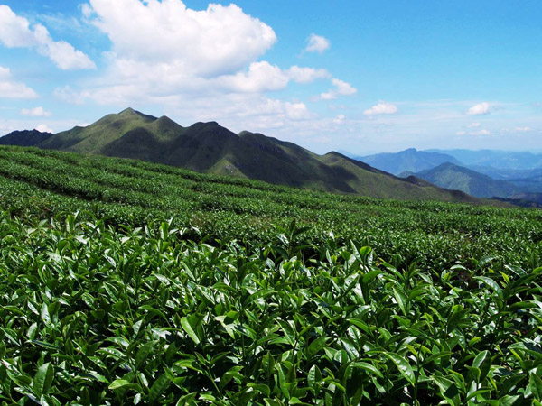 中国高山茶虚拟产业园正式落户大田