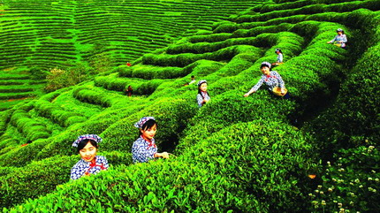立足旅游资源，强化茶文化建设——荔波县