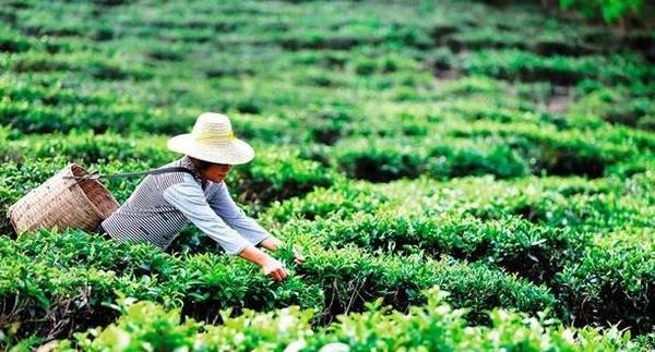 海南努力打造鲜有的茶旅文化度假品牌