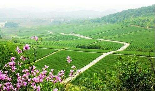 乡村振兴战略发展成果案例分析：乡村旅游产业激活乡村振兴新动能