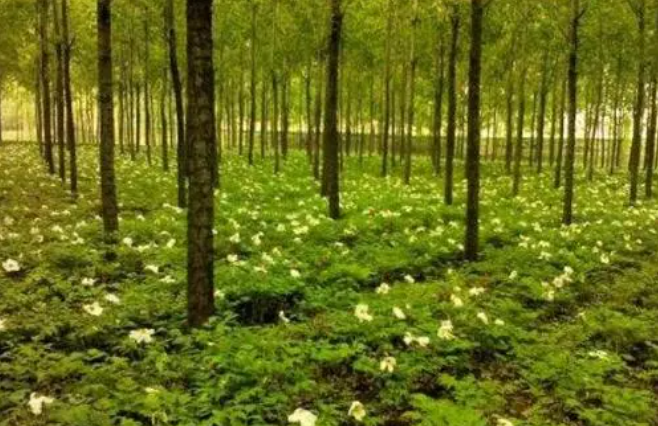 林下高效种养；现状分析；可持续发展；乡村振兴；会泽县