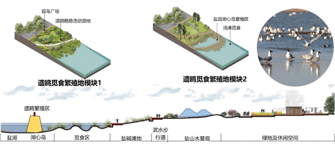 鸟类栖息地恢复策略图