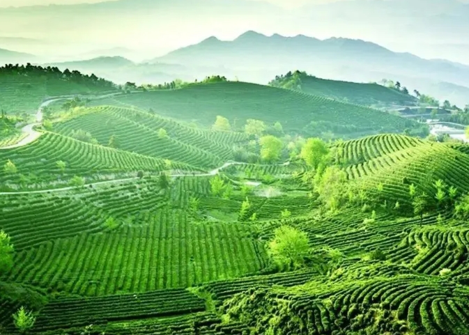 乡村振兴背景下大悟县茶产业链发展路径研究 乡村振兴背景下大悟县茶产业链发展路径研究