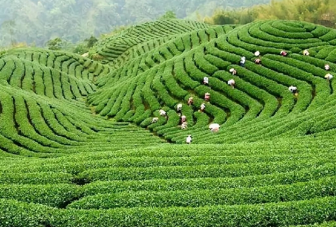 湖南省茶叶品牌发展机遇与建议