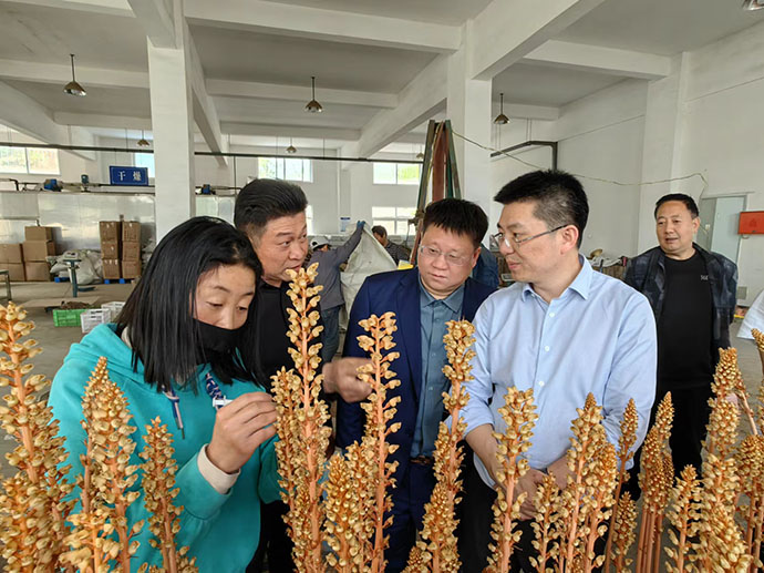 中机院一行到汉中市略阳县考察中药产业